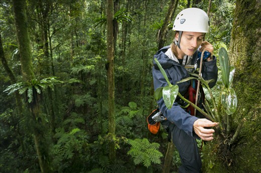 Tree Climbing for science in the Border Ranges national park of Northern New South Wales. Epiphyte diversity lead researcher Jen Sanger reaches out to retrieve a sample of a newly discovered orchid 25m from the forest floor. In many of the worlds rainforests the number, distribution and ecology of these elusive plants is largely unknown to science. This project aims to form an extensive data set of distribution information so that these highly sensitive plants might be used as climate change indicators.