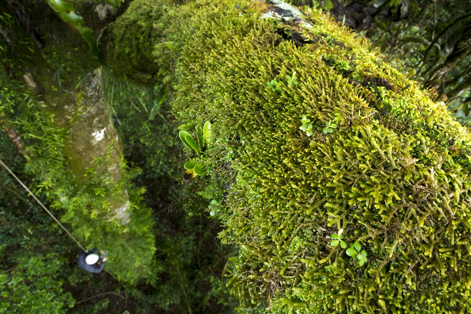 The task at hand is at times daunting because of the combination of long hours of technical climbing, relentless poor weather and the sheer amount of epiphytes found. While the national park welcomes more than 2 million visitors per year surprisingly little research has been done into its epiphytic inhabitants. On this branch alone more than 30 samples of moss were taken to be identified at the Queensland herbarium a task that will take months to complete. 