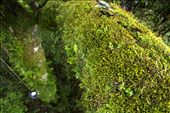 The task at hand is at times daunting because of the combination of long hours of technical climbing, relentless poor weather and the sheer amount of epiphytes found. While the national park welcomes more than 2 million visitors per year surprisingly little research has been done into its epiphytic inhabitants. On this branch alone more than 30 samples of moss were taken to be identified at the Queensland herbarium a task that will take months to complete. : by spphoto, Views[631]