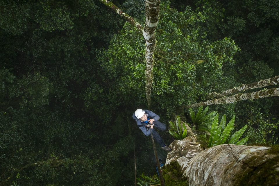 The technique of climbing 50 meter high rainforest trees is laborious but offers truly unique perspectives. Ascending to the canopy of these emergent trees is a journey that might take as long as 20 minutes. Climbers begin in the undergrowth then pass the vine growth and several layers of lower canopy just to reach the lowest branches of the trees in the study group.