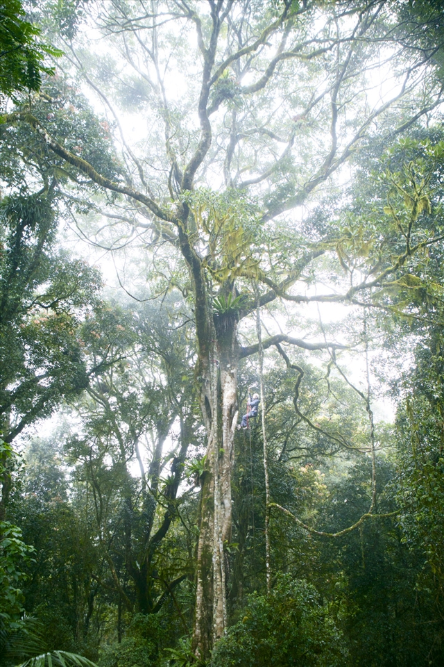 Ms Sanger approaches the lower canopy of this 60 meter high fig tree approximately 30m from the forest floor. Trees of this size were regularly encountered and not only proved extremely challenging to climb but also meant that almost 2 full days of survey work was required to complete them. Known as epiphyte load it is estimated that the host tree like this one can hold more than a ton of additional plant material.