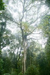 Ms Sanger approaches the lower canopy of this 60 meter high fig tree approximately 30m from the forest floor. Trees of this size were regularly encountered and not only proved extremely challenging to climb but also meant that almost 2 full days of survey work was required to complete them. Known as epiphyte load it is estimated that the host tree like this one can hold more than a ton of additional plant material.: by spphoto, Views[1046]