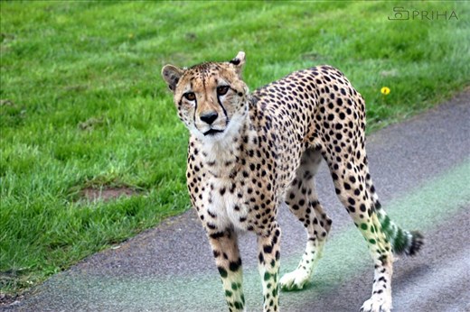 At a safari in London, I waited quite a bit to get this Leopard's attention