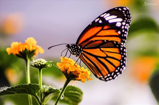 Colourful yet impatient. Very tough to capture but patience is what you need