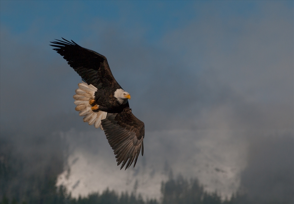 A bald eagle soars through the chilly Pacific northwest morning.