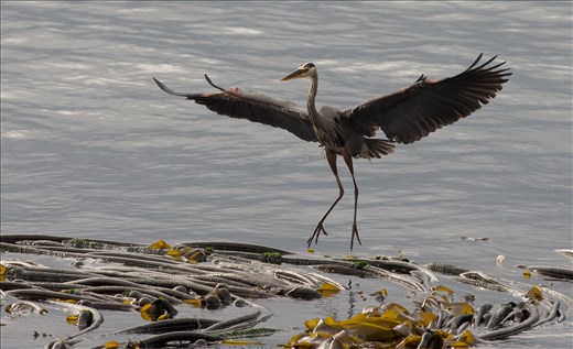 A great blue heron landing on bull kelp to look for an evening meal.