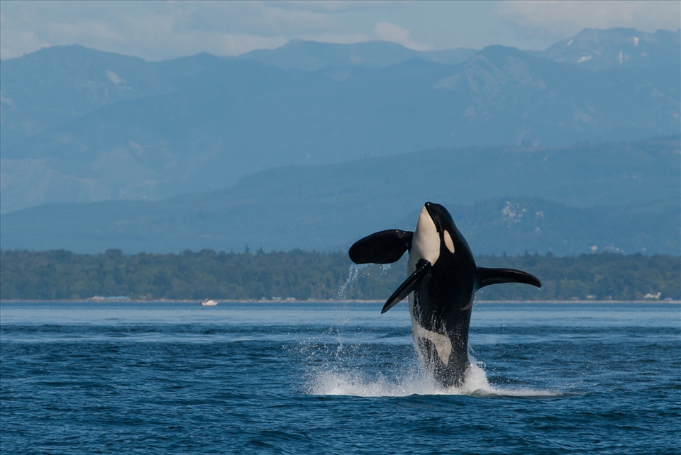 An endangered male orca breaching in Georgia Strait.
