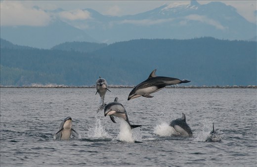 Pacific white-sided dolphins display a behavior called 