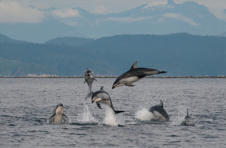 Pacific white-sided dolphins display a behavior called 