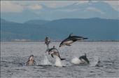 Pacific white-sided dolphins display a behavior called 