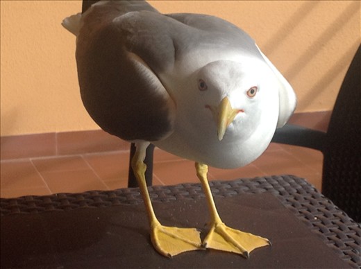 Bond James Bond...visited twice daily for a week.