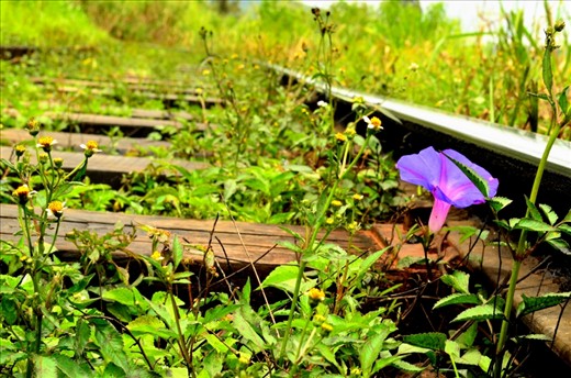 The flower says: Although the mighty train travels above me,  i am strong and i survived all these days. Although i am different among all the others near me, i am not embarrassed, i consider myself as unique. I love myself.