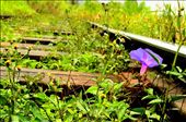 The flower says: Although the mighty train travels above me,  i am strong and i survived all these days. Although i am different among all the others near me, i am not embarrassed, i consider myself as unique. I love myself.: by srilankan, Views[892]