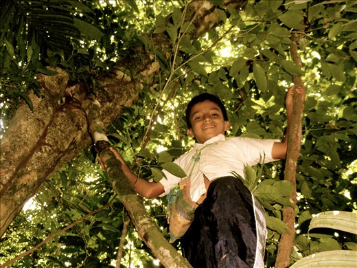 A boy climbs to the top of a tree outside him home in Xela, Guatemala.