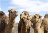 A group of animated camels  from a local Berber's herd: by ssharom, Views[381]