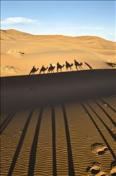 A Berber leads a group of camels into the Sahara Desert at sunset: by ssharom, Views[343]