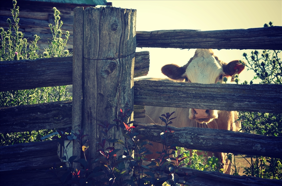 One of my cows at my farm play peek-a-boo