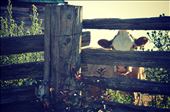 One of my cows at my farm play peek-a-boo: by stacyk, Views[330]