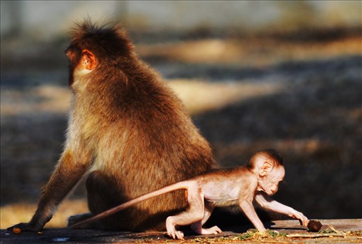 The instinct of a mother to stand guard while the infant plays