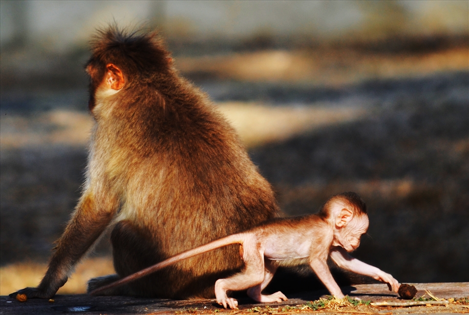 The instinct of a mother to stand guard while the infant plays