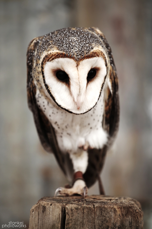 Australian White Masked Owl
