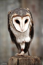 Australian White Masked Owl: by stankei, Views[1440]
