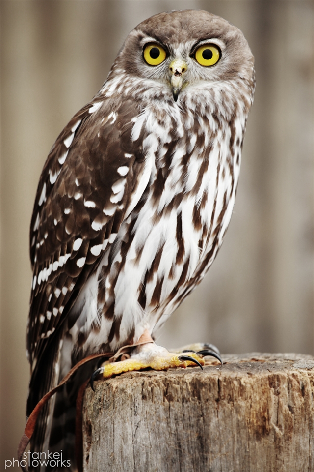 Barking Owl