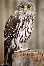 Barking Owl: by stankei, Views[2195]