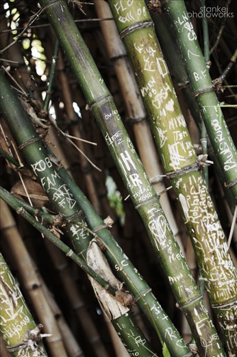 No Graffiti, Go Green