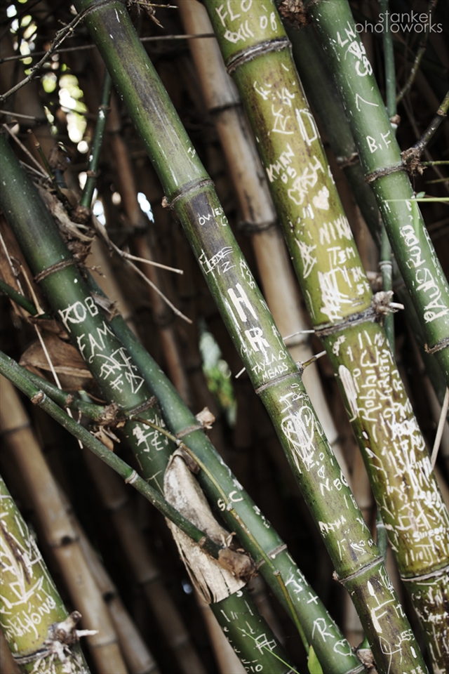 No Graffiti, Go Green