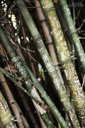 No Graffiti, Go Green: by stankei, Views[478]