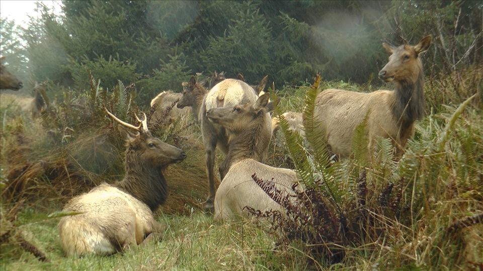 Olympic Peninsula WA. Elk taking a rest in the rain. The big one says he wants to be our dinner.