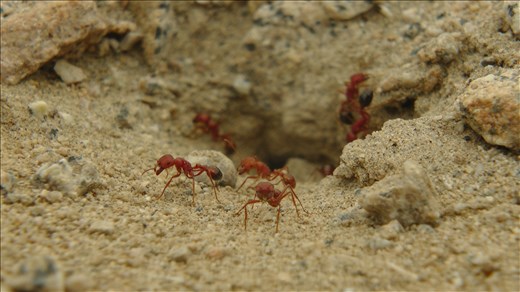 Death Vally CA. red ants protecting their colony at the Racetrack. Don't gamble with the red ants at the Racetrack.