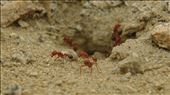 Death Vally CA. red ants protecting their colony at the Racetrack. Don't gamble with the red ants at the Racetrack.: by stanleytakaro, Views[383]