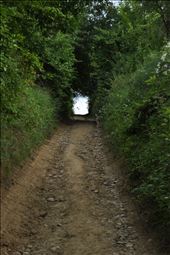 forest window: by static, Views[201]