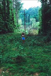 Covered by Green: by stavas, Views[247]