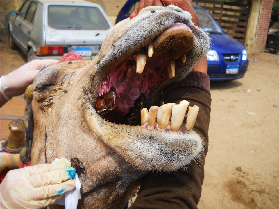 Helping hand to a poor camel 