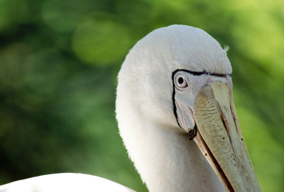 A water bird is intrigued by my camera and comes close for a look