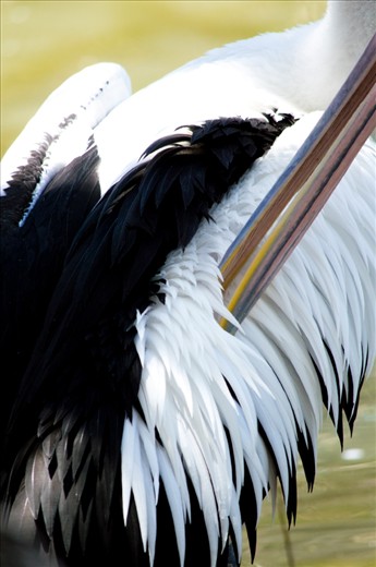 A pelican shows off the colours in its beak whist washing itself.