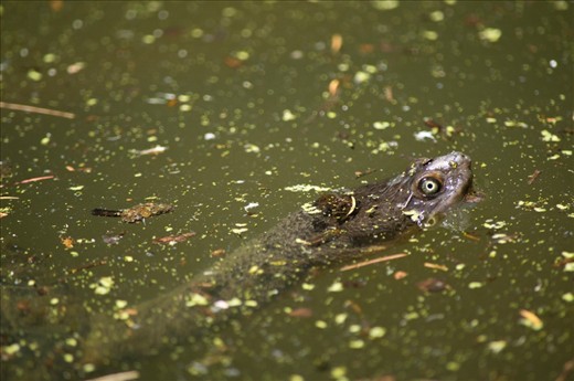 A long-neck turtle pops out of the water during a 40 degree day.