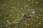 A long-neck turtle pops out of the water during a 40 degree day.: by stefandurski, Views[573]
