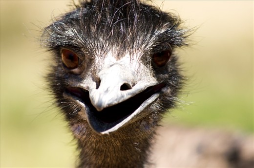 A friendly emu seeking shade during the scorching weather.