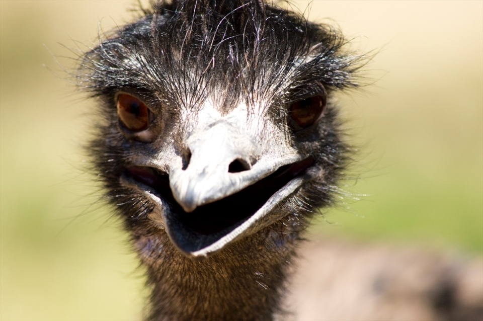 A friendly emu seeking shade during the scorching weather.