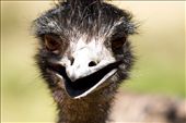 A friendly emu seeking shade during the scorching weather.: by stefandurski, Views[571]