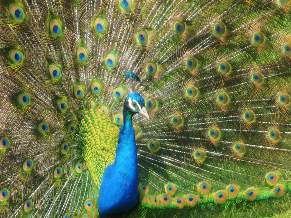 Dunstable, Bedfordshire.