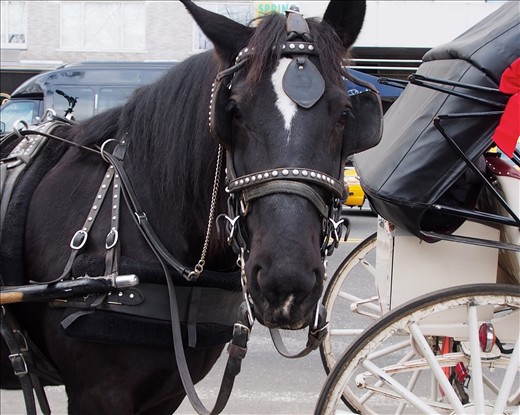 Beauty: Her downtrodden spirit looked up and my heart melted as our eyes met. 