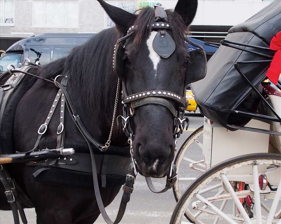 Beauty: Her downtrodden spirit looked up and my heart melted as our eyes met. 