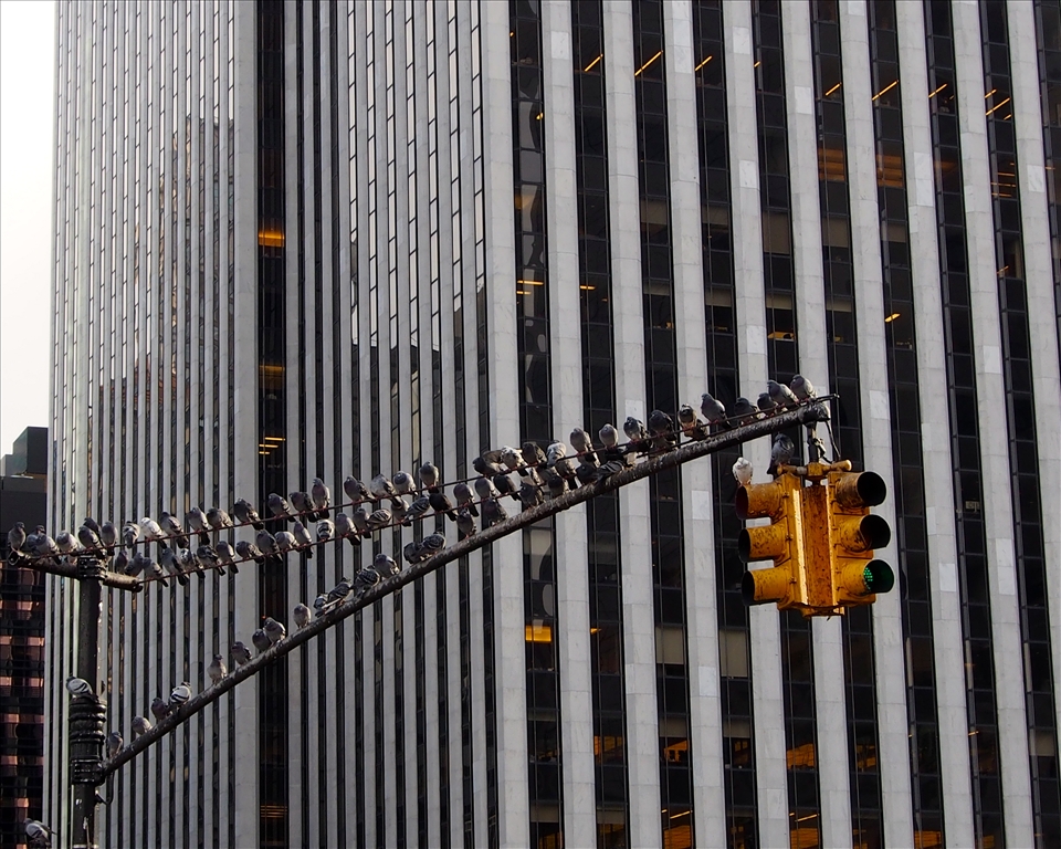 Overpopulated: Prime Real-Estate is hard to come by in Manhattan.