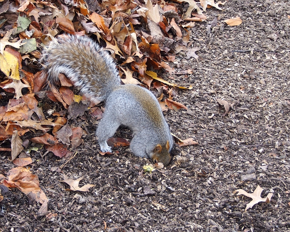 Foraging: A brave and not shy squirrel, foraging for food in Central Park.