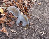 Foraging: A brave and not shy squirrel, foraging for food in Central Park.: by stellathought, Views[1100]